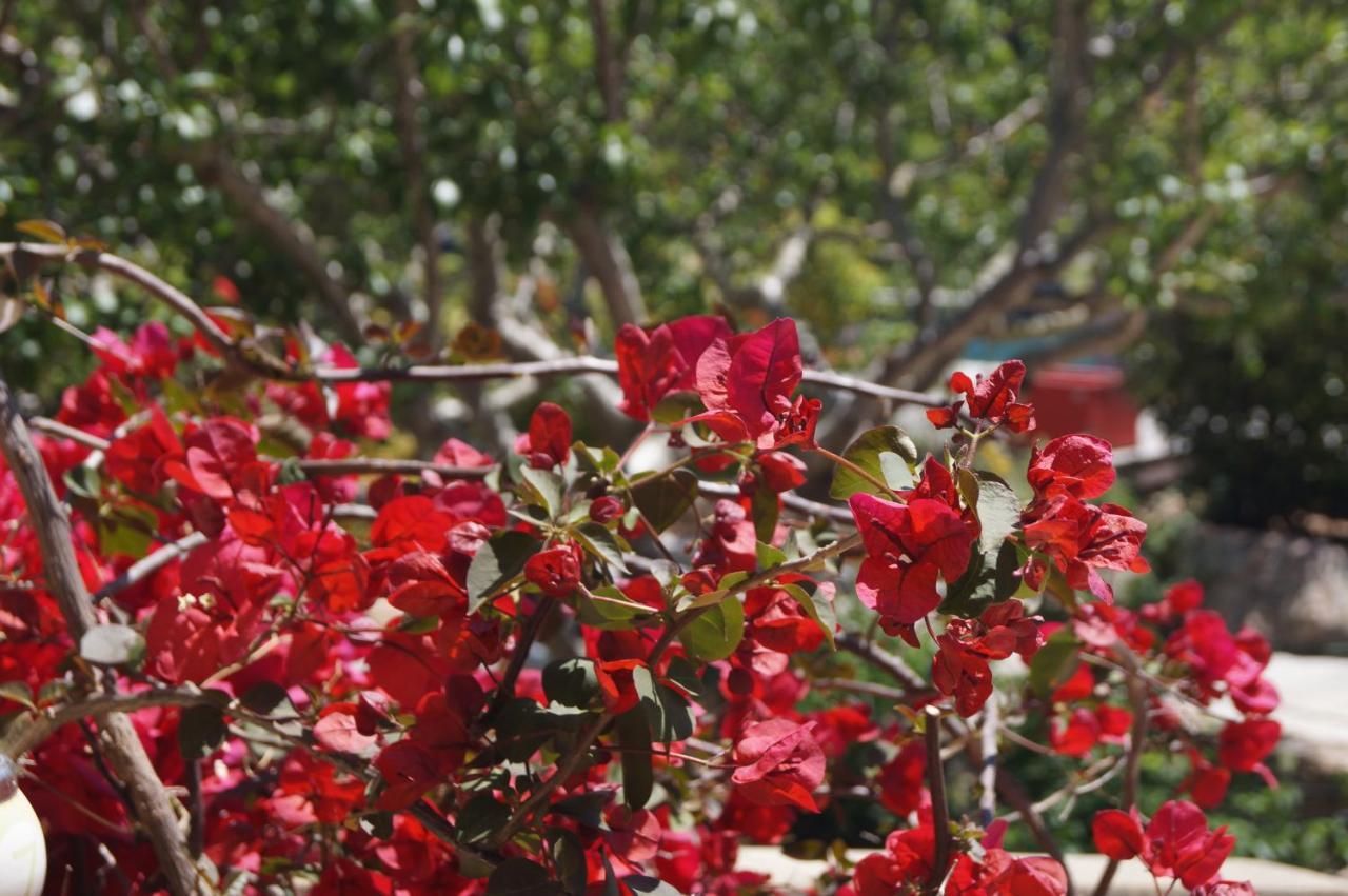 Les Jardins De Santa Giulia - Charmante Chambre D'Hote Porto-Vecchio  Dış mekan fotoğraf